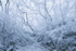 皿ヶ峰の霧氷風景－写真集
