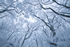 スプリング・エフェメラル－「皿ヶ峰－霧氷風景－」－写真集月