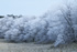 皿ヶ峰の霧氷風景－写真集