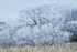 スプリング・エフェメラル－「皿ヶ峰－霧氷風景－」－写真集月