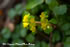 皿ヶ峰の萌黄と芽吹きと山野草－写真集