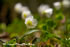 皿ヶ峰の萌黄と芽吹きと山野草－写真集