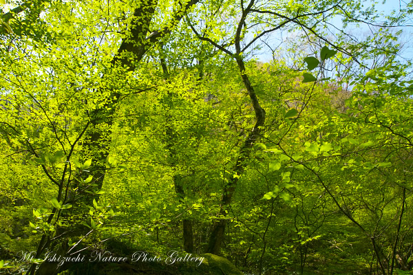 写真集 No.5 －皿ヶ峰の森（新緑と山野草）－
