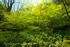 「森の庭園－新緑と山野草－」写真集(18)