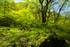 「森の庭園－新緑と山野草－」写真集(27)