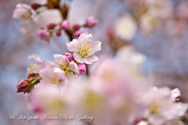 「桜・さくら・サクラ」写真集－No.2－｜別館－2012年新作－｜石鎚自然写真館