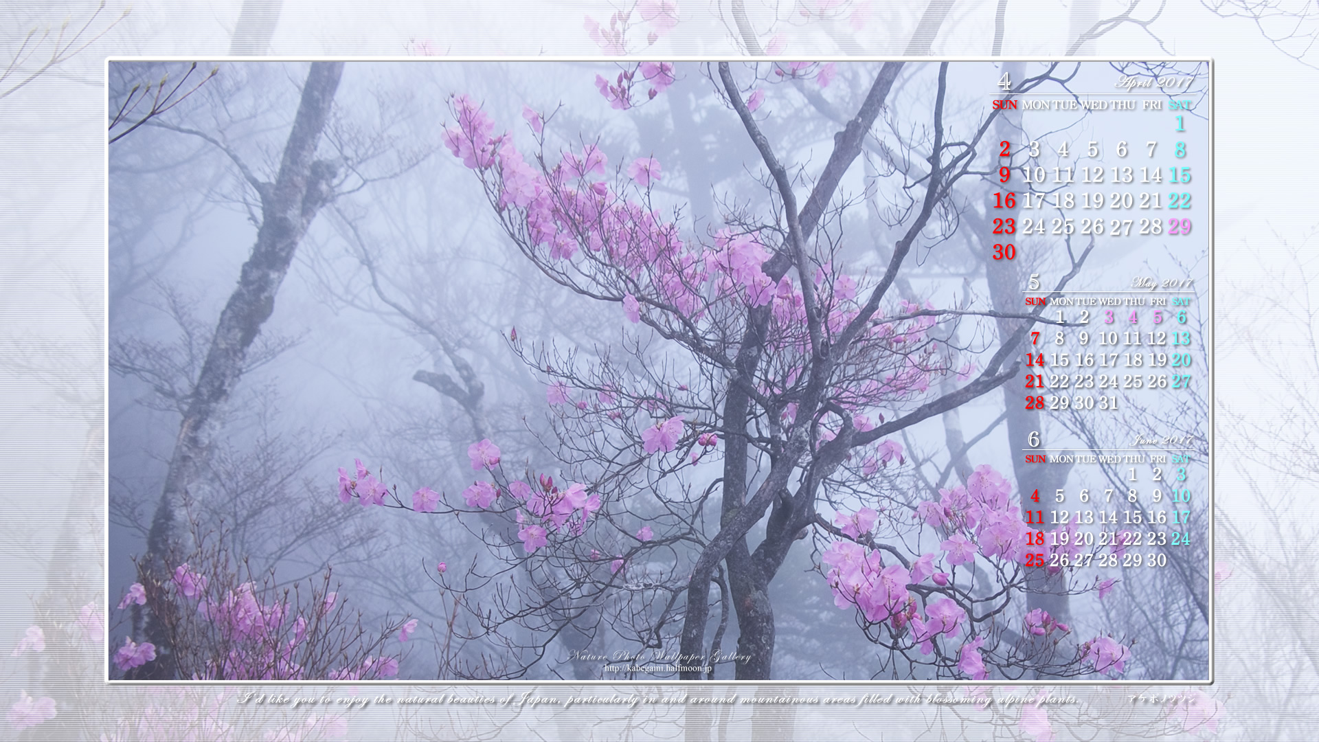 今月の壁紙カレンダー「霧中のアケボノツツジ」