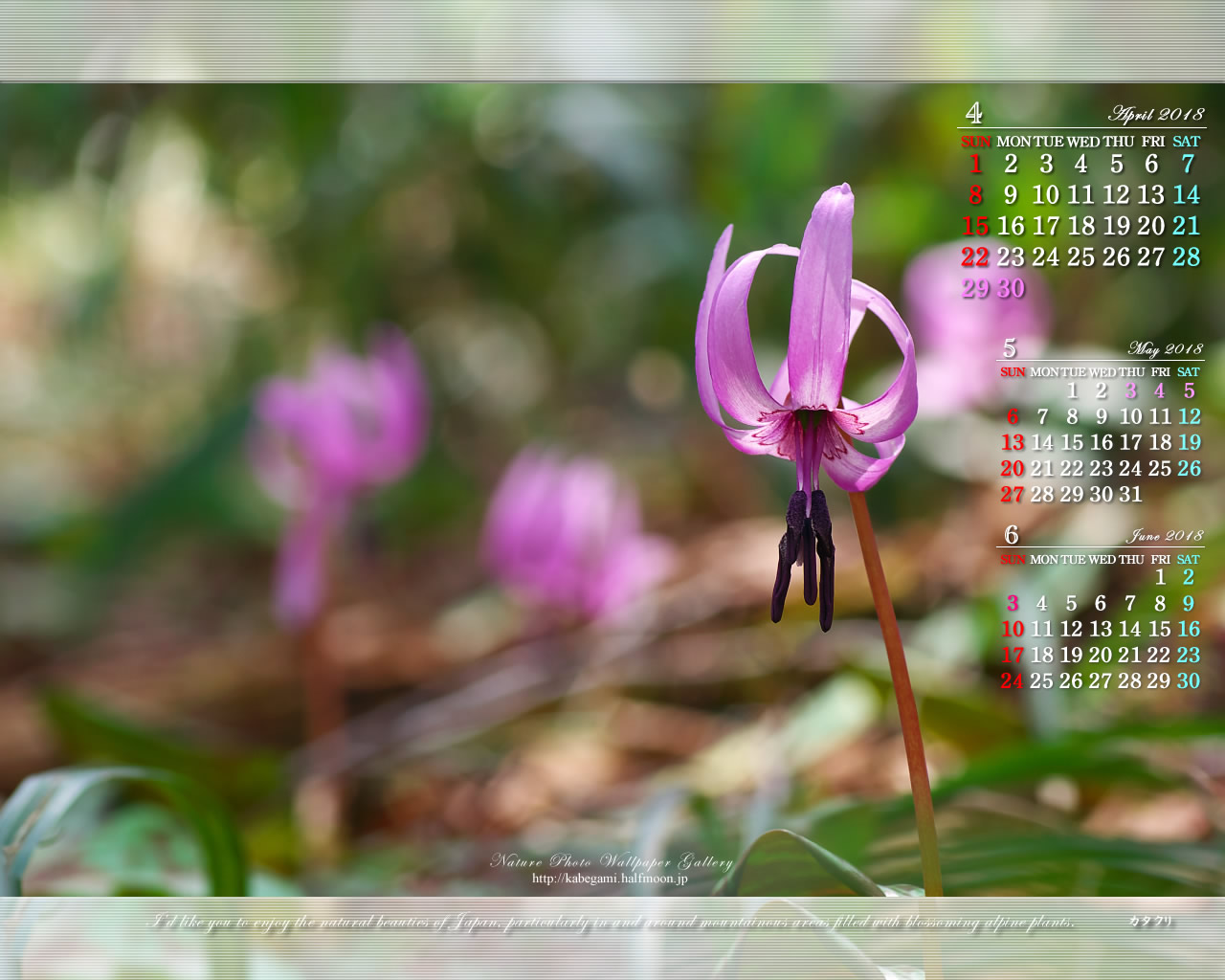 今月の壁紙カレンダー「カタクリの花-2」