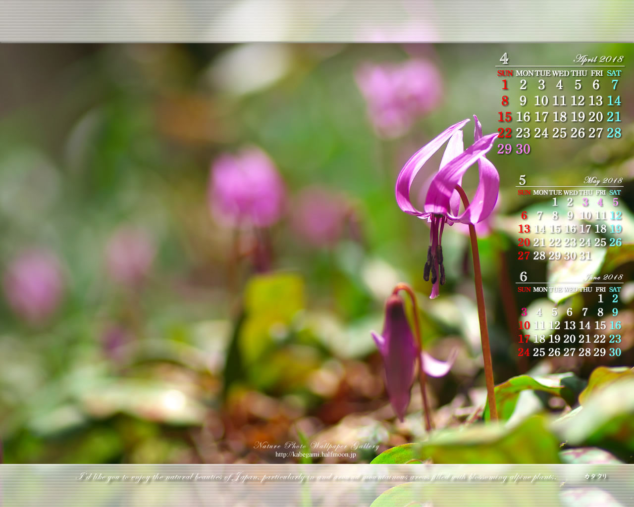18年4月の無料カレンダー壁紙 1280x1024 カタクリの花 3 石鎚自然写真館