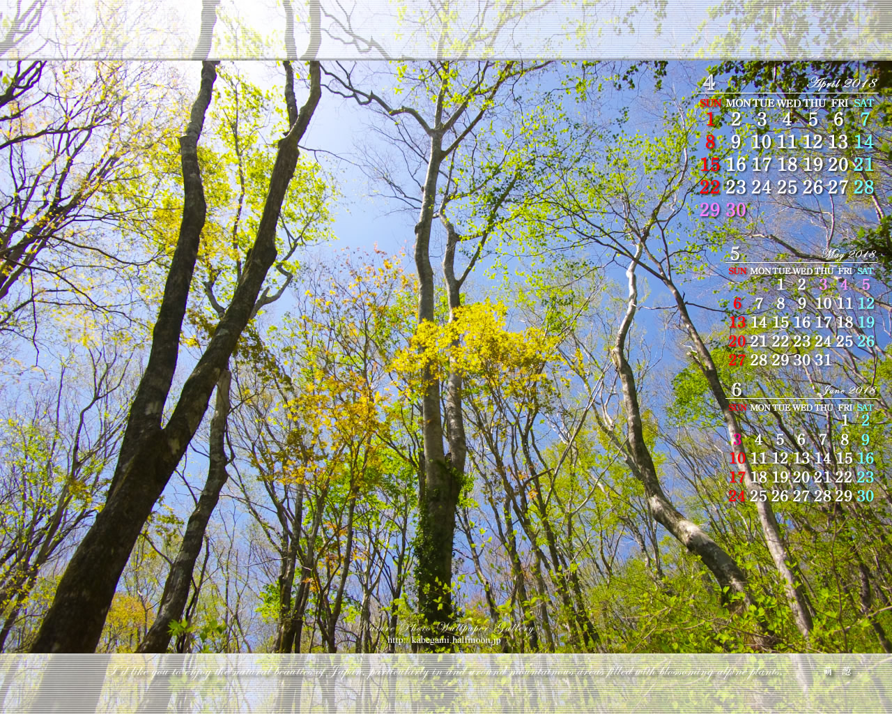 今月の壁紙カレンダー「萌黄の森」