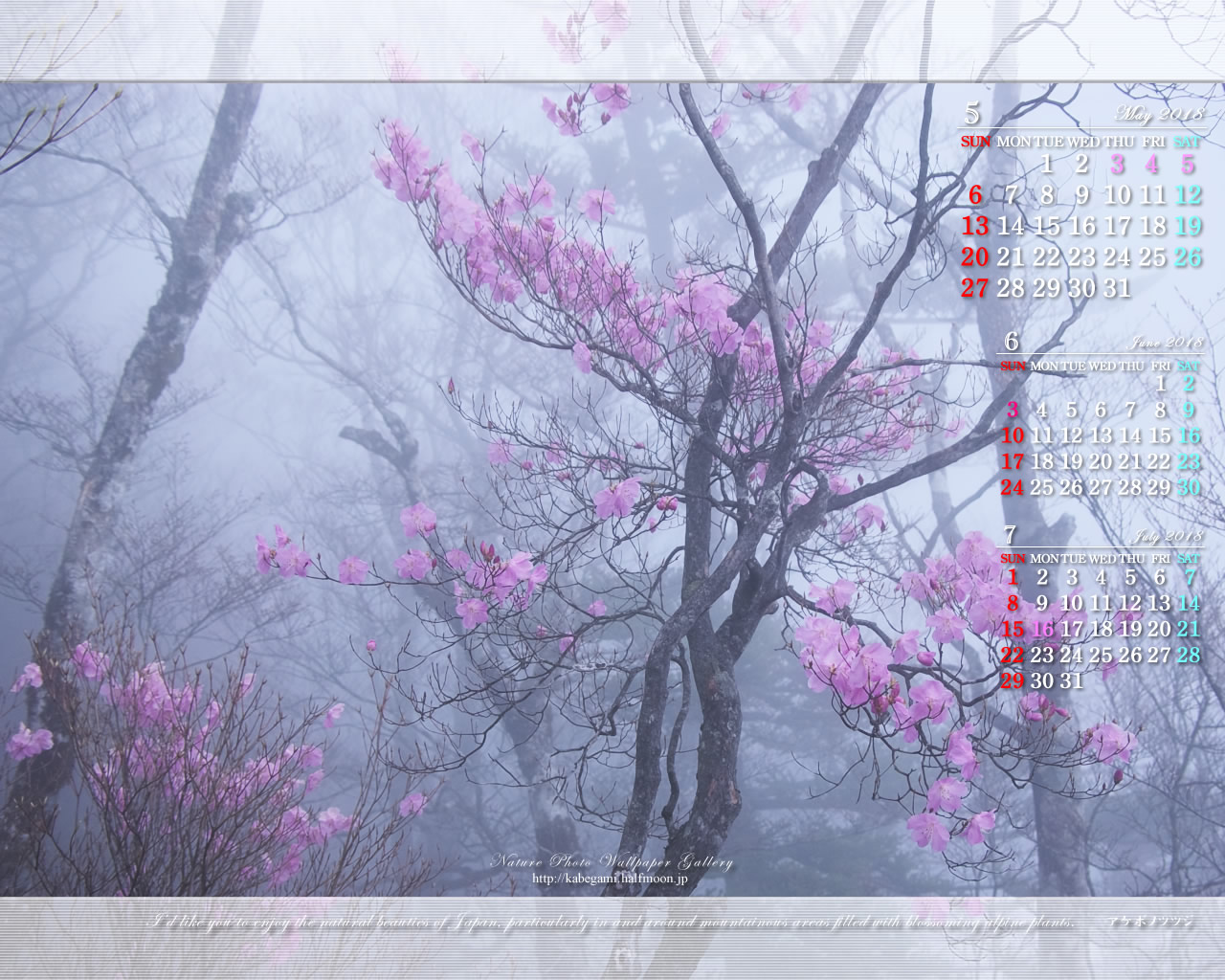 今月の壁紙カレンダー「霧中のアケボノツツジ」