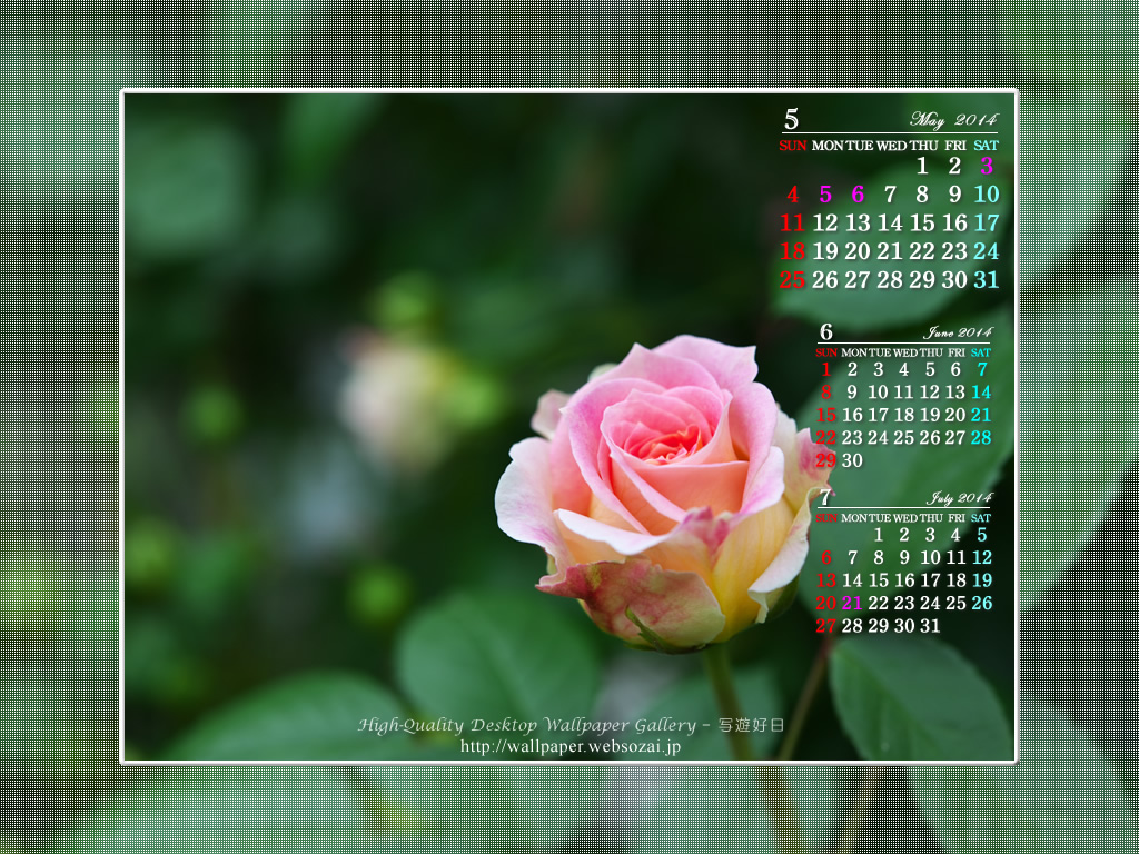 14年5月の無料カレンダー壁紙 薔薇 高画質デスクトップ壁紙館 写遊好日