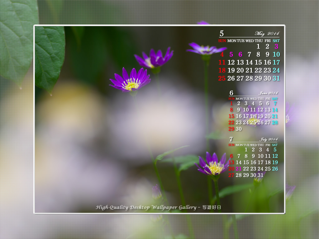 今月のカレンダー【1024x768】 都忘れの壁紙/Monthly Wallpaper (1024×768)