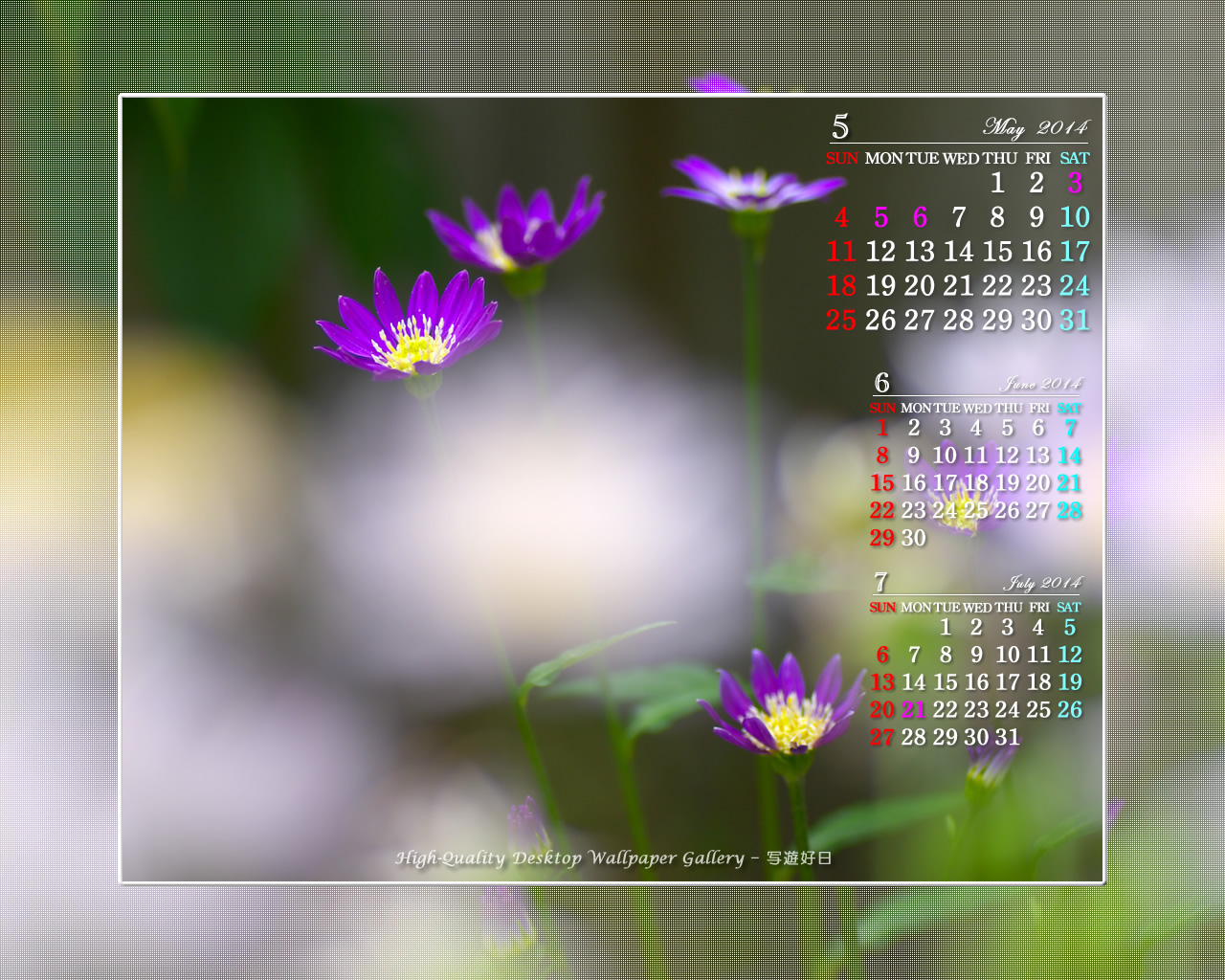 今月のカレンダー【1280x1024】 都忘れの壁紙/Monthly Wallpaper (1280×1024)