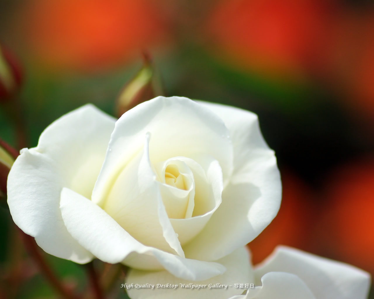 バラ 薔薇の高画質無料壁紙 白い薔薇 White Rose 高画質デスクトップ壁紙館 写遊好日