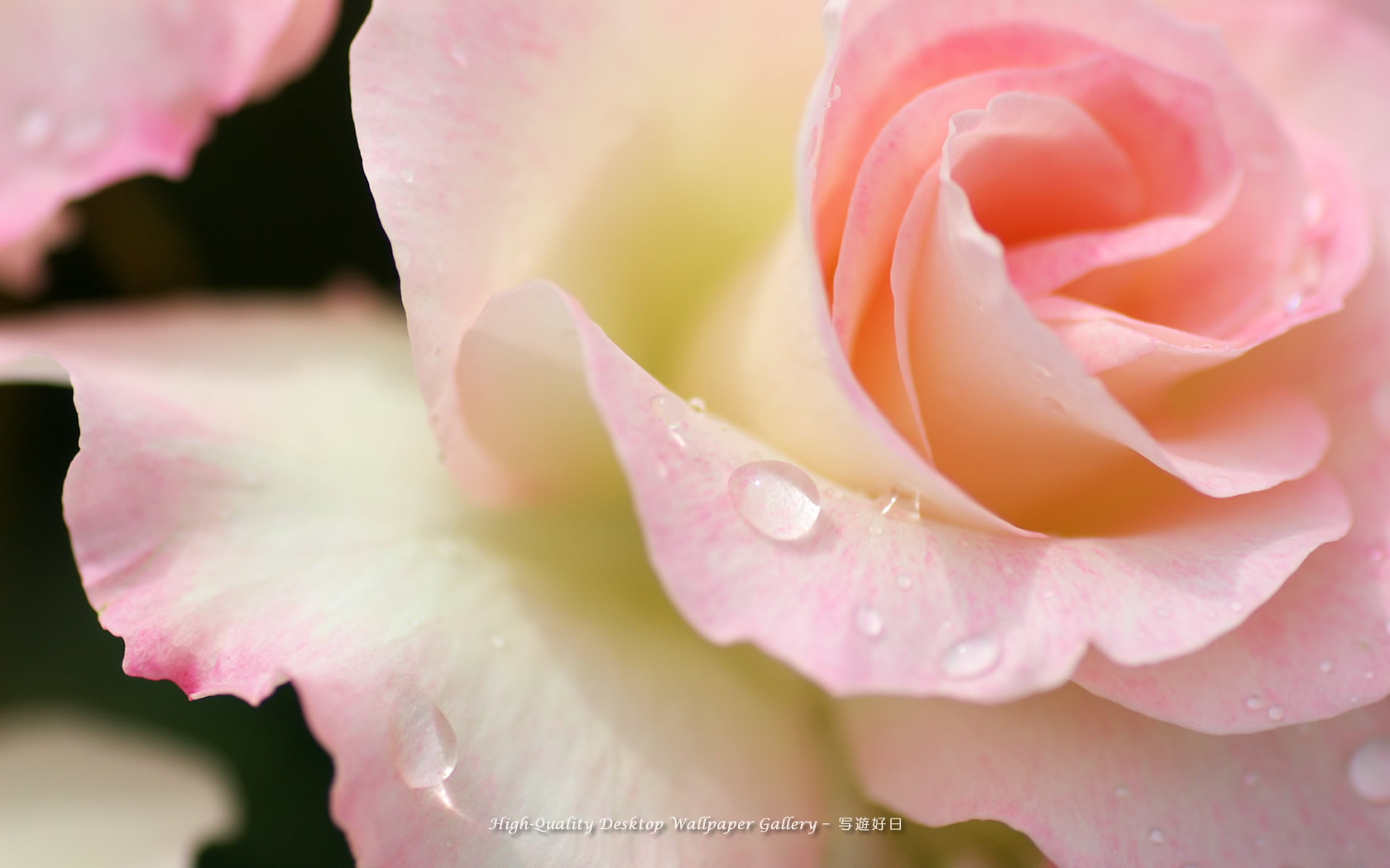 薔薇の雫の壁紙／Wallpaper of Rose with a dew (1680×1050)