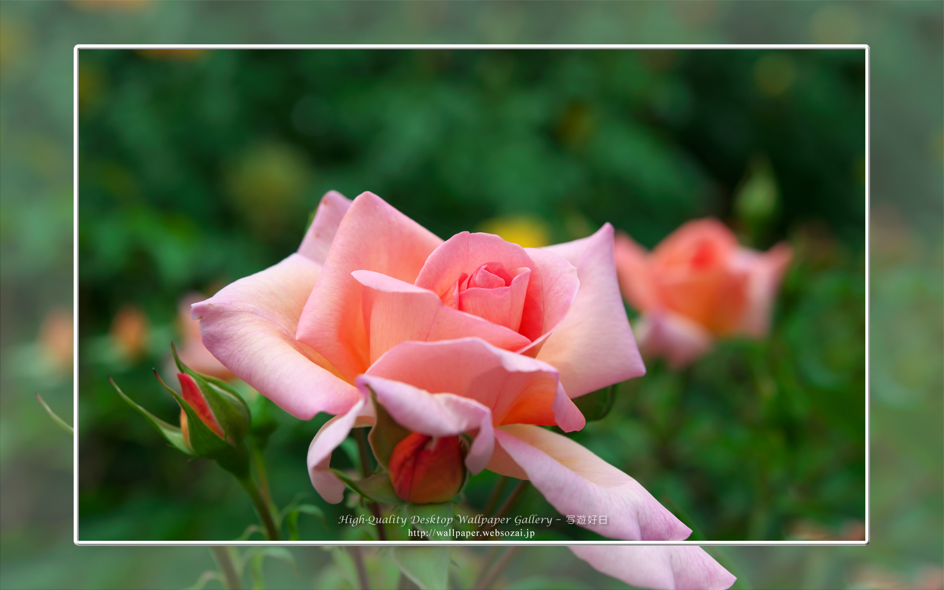 バラの高画質無料壁紙 Rose 6 高画質デスクトップ壁紙館 写遊好日