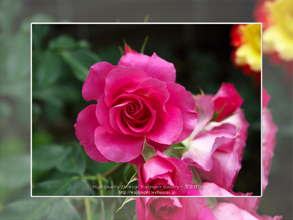 バラの高画質無料壁紙 Rose 9 高画質デスクトップ壁紙館 写遊好日