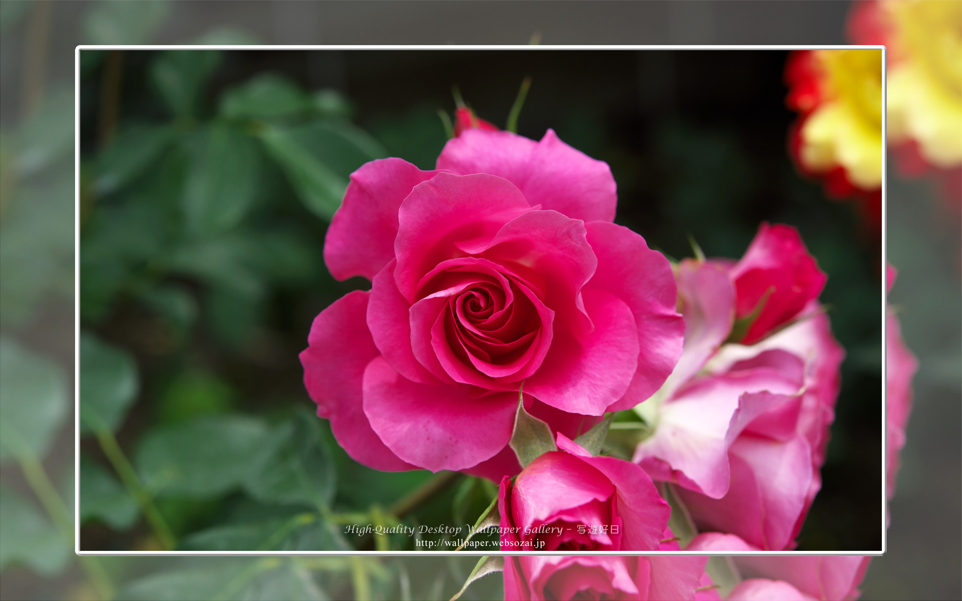 バラの高画質無料壁紙 Rose 9 高画質デスクトップ壁紙館 写遊好日