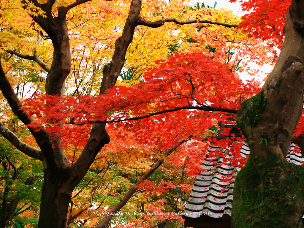 京都の壁紙 東福寺の紅葉 1 高画質デスクトップ壁紙館 写遊好日 High Quality Desktop Wallpaper Gallery