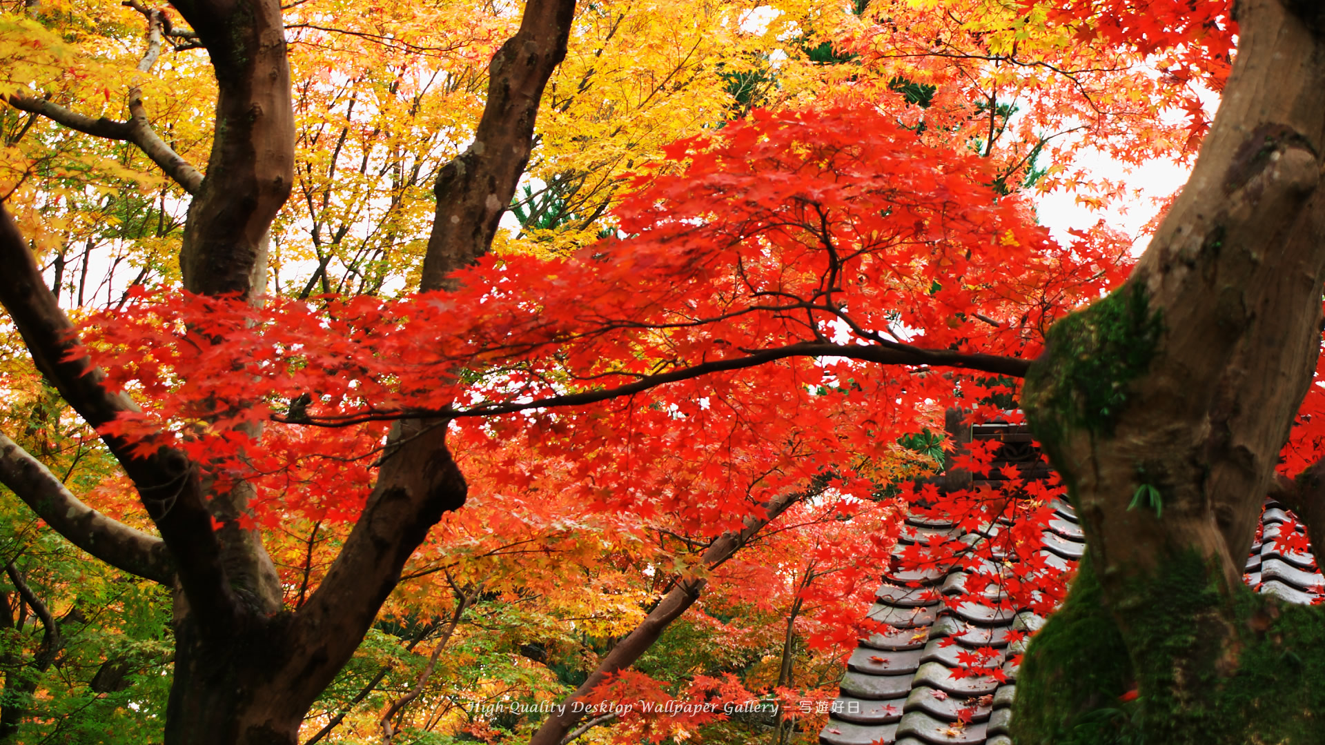 京都の壁紙 東福寺の紅葉 1 高画質デスクトップ壁紙館 写遊好日 High Quality Desktop Wallpaper Gallery