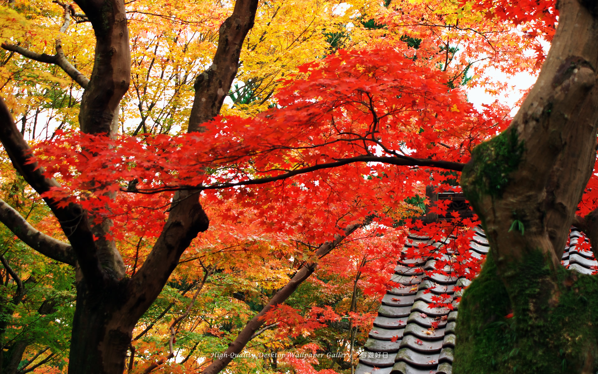 京都の壁紙 東福寺の紅葉 1 高画質デスクトップ壁紙館 写遊好日 High Quality Desktop Wallpaper Gallery