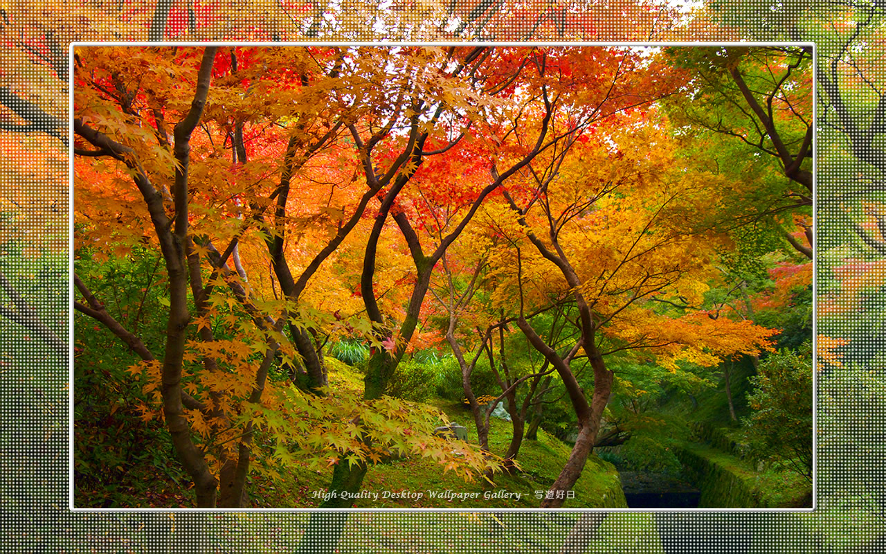 東福寺の紅葉(1)の壁紙/Wallpaper of Kyoto in Autumn (1280×800)