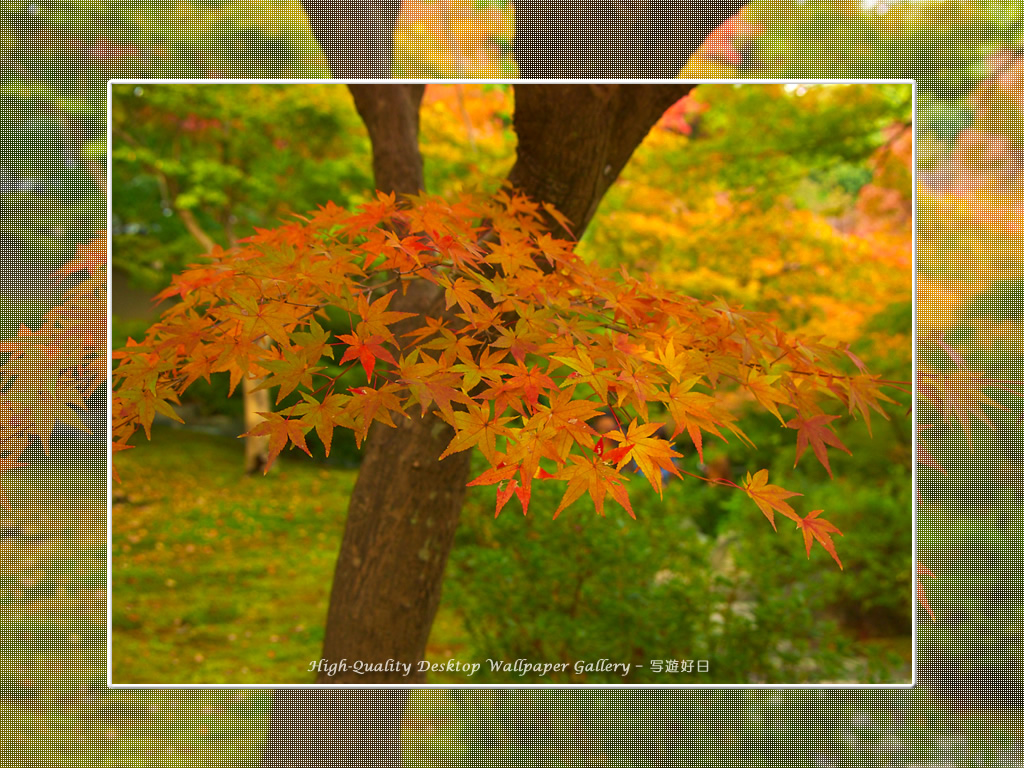 東福寺の紅葉(5)の壁紙/Wallpaper of Kyoto in Autumn (1024×768)