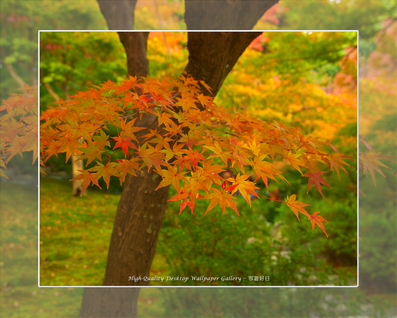 東福寺の紅葉(5)の壁紙/Wallpaper of Kyoto in Autumn (1280×1024)