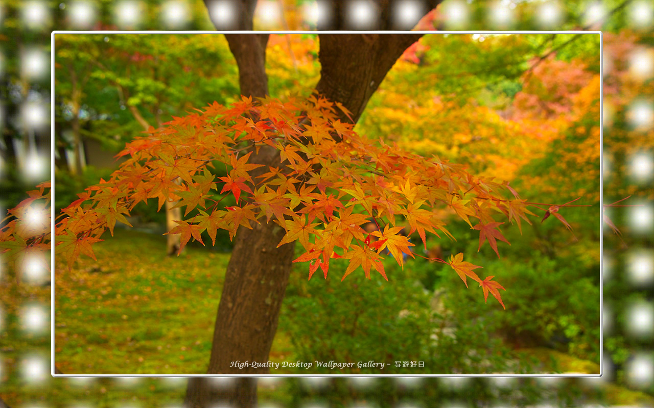 東福寺の紅葉(5)の壁紙/Wallpaper of Kyoto in Autumn (1280×800)
