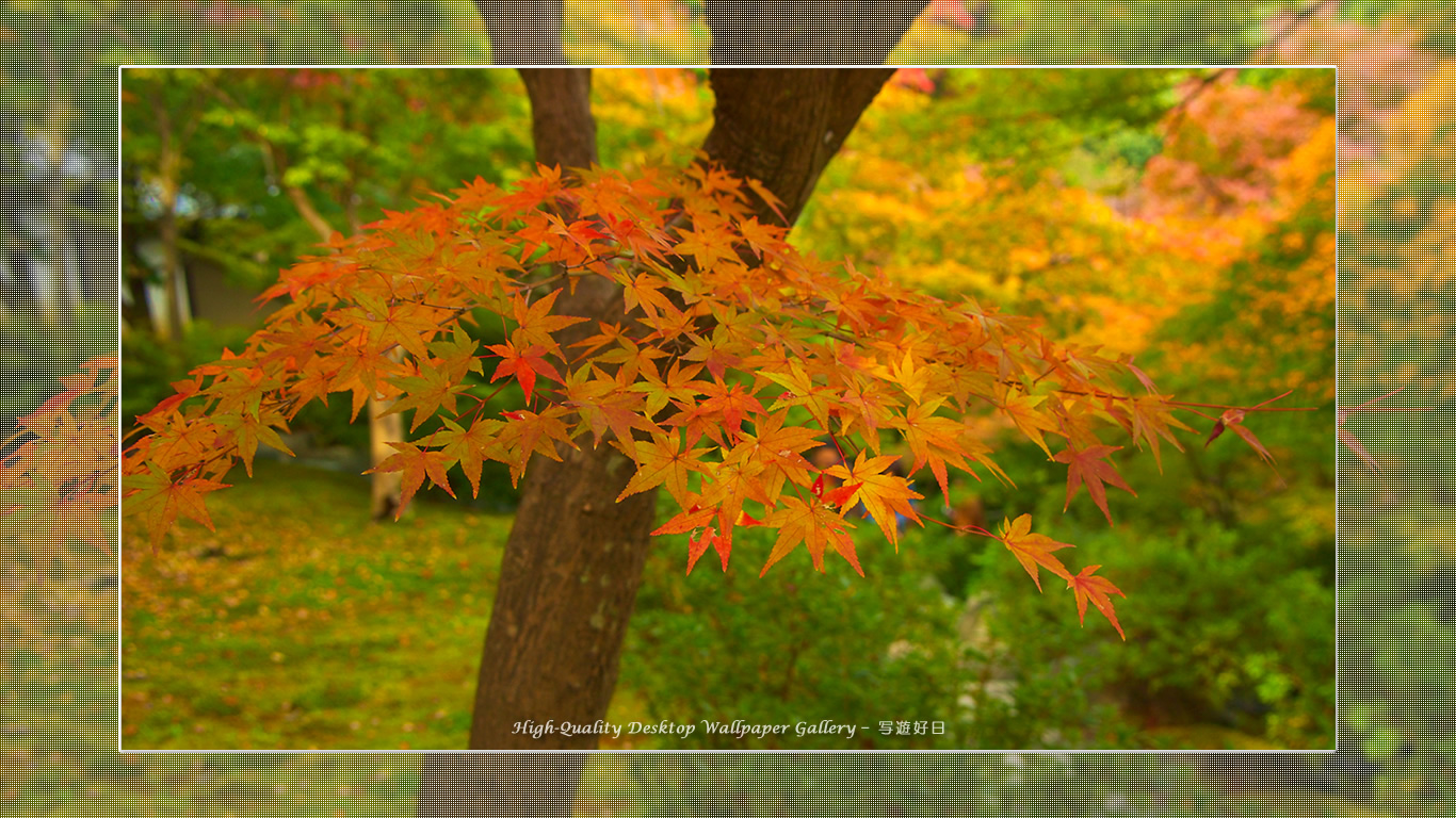 東福寺の紅葉(5)の壁紙/Wallpaper of Title in Kyoto in Autumn (1366×768)