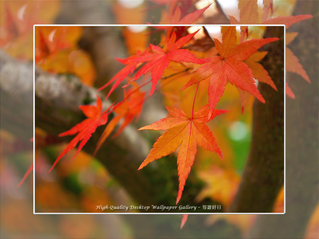 南禅寺（５）の壁紙／Wallpaper of Kyoto in Autumn (1024×768)