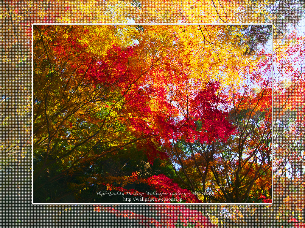 紅葉-1の壁紙/Wallpaper(1024×768)