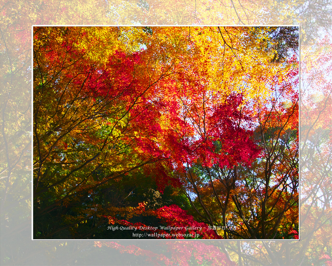 紅葉-1の壁紙/Wallpaper(1280×1024)