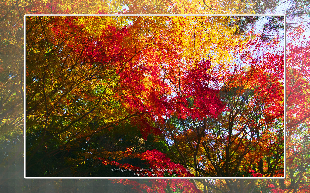 紅葉-1の壁紙/Wallpaper(1280×800)