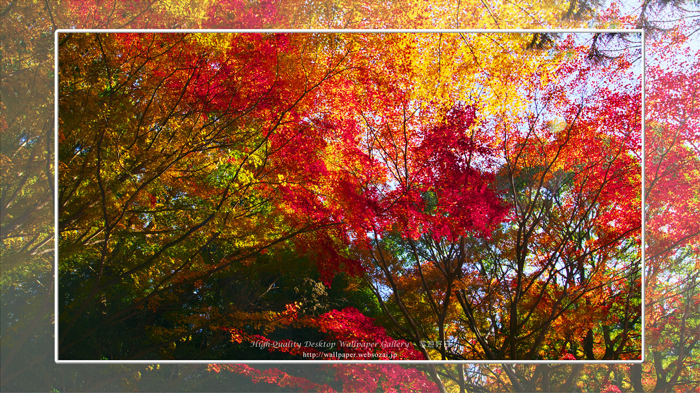 紅葉-1の壁紙/Wallpape(1366×768)