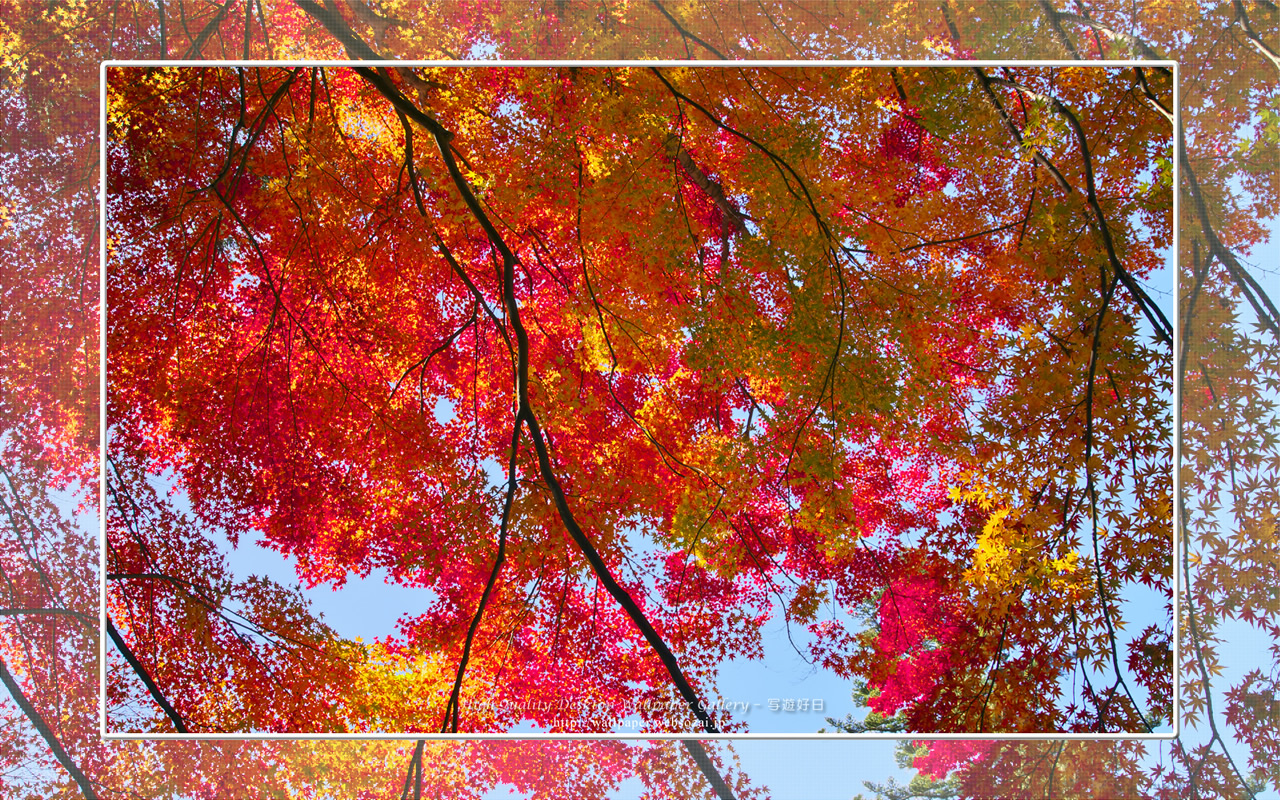 紅葉-2の壁紙/Wallpaper(1280×800)