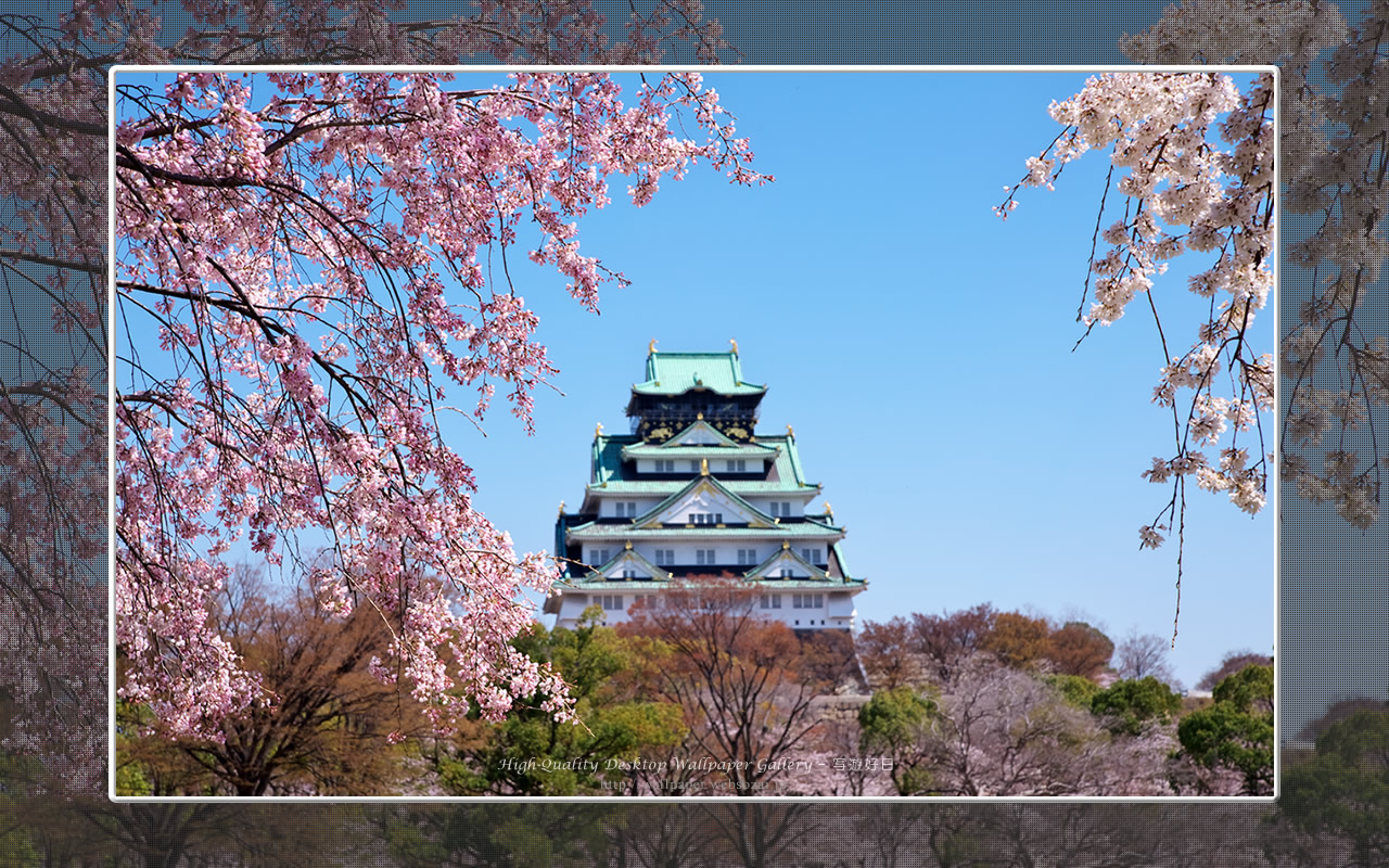 春の大阪城の壁紙/Wallpaper of Osaka Castle in spring (1280×800)