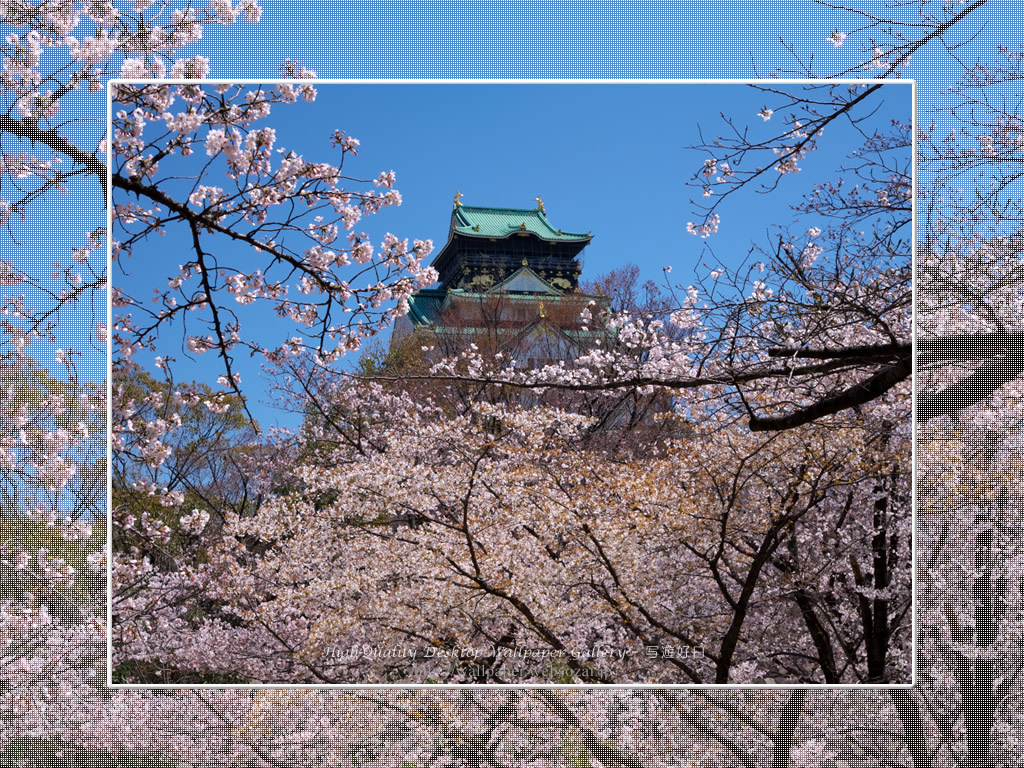 春爛漫の大阪城の壁紙/Wallpaper of Osaka Castle in spring (1024×768)
