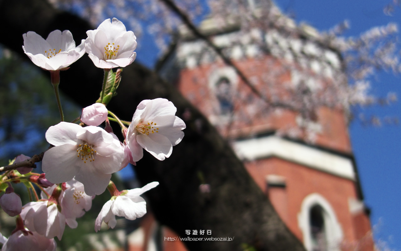 高画質デスクトップ壁紙≪1280*800≫　― 桜の学舎 ―