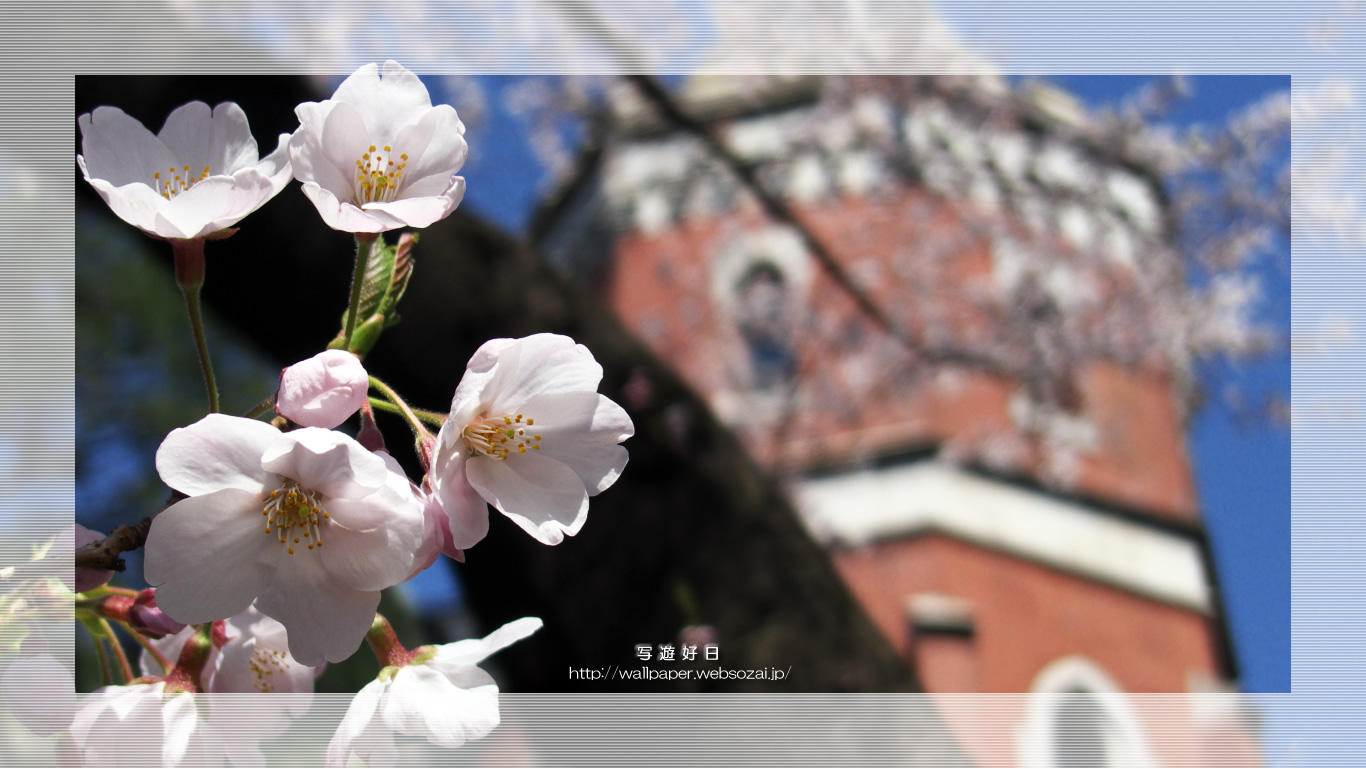 ワイド壁紙　― 桜の学舎 ―