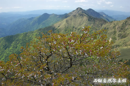 イシヅチザクラ（石鎚桜）の高画質写真