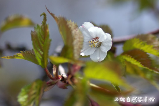 イシヅチザクラ（石鎚桜）の高画質写真