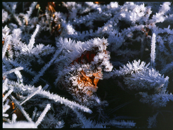 frost06