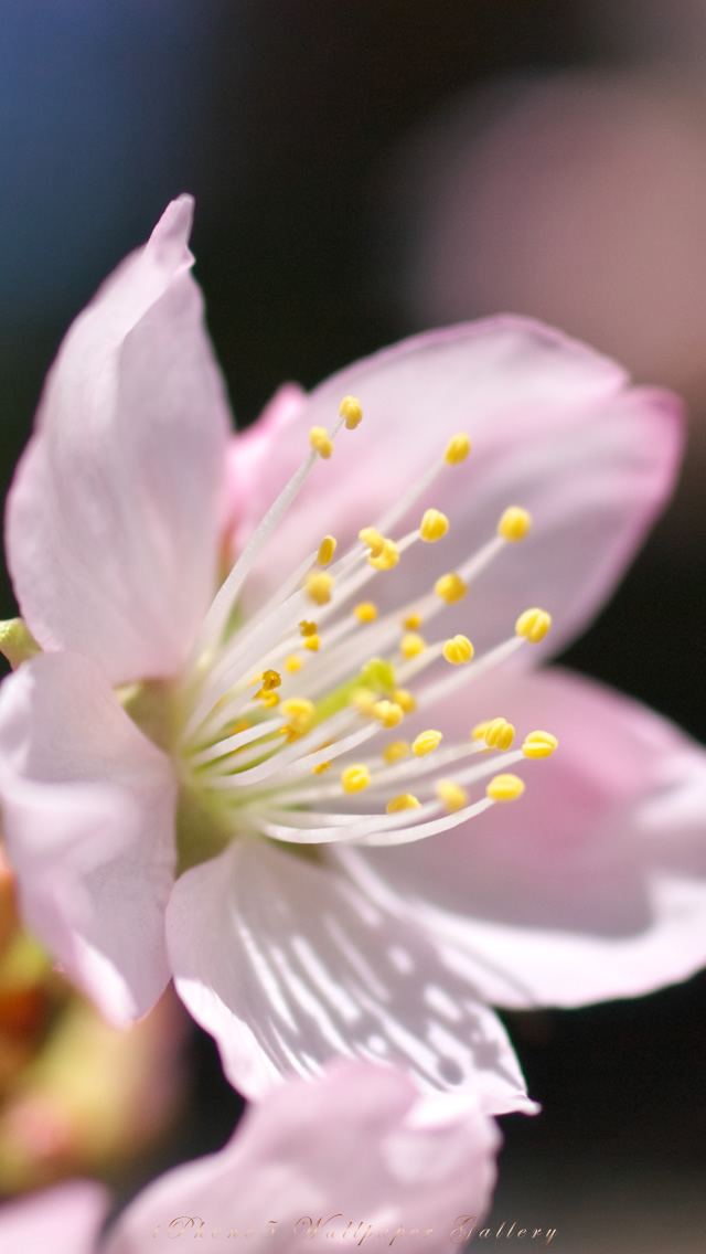 iPhone5用高画質壁紙「桜」