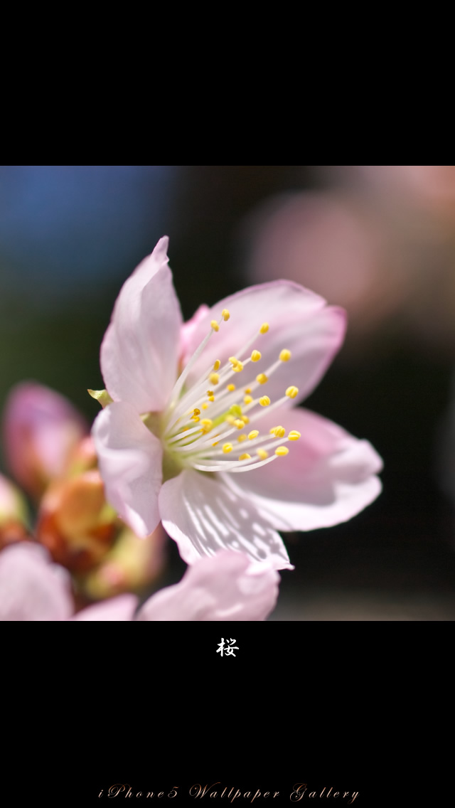 iPhone5用高画質壁紙「桜」