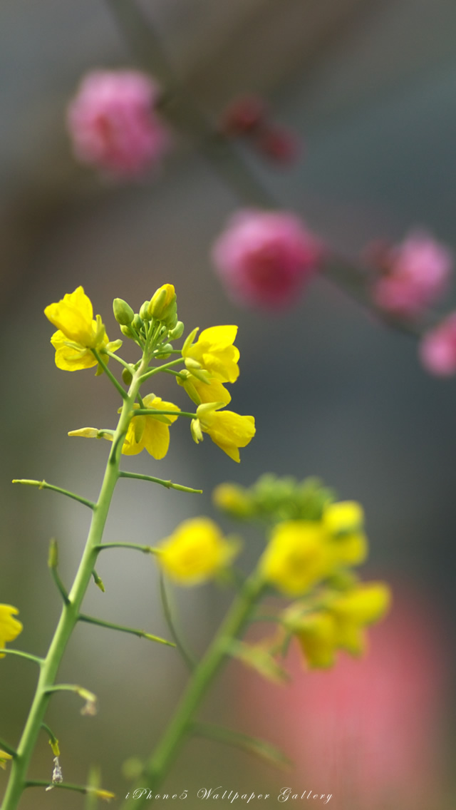 iPhone5用高画質壁紙「菜の花」