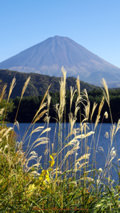 iPhone5用[640x1136]高画質壁紙「富士山とススキ-Mt. Fuji」