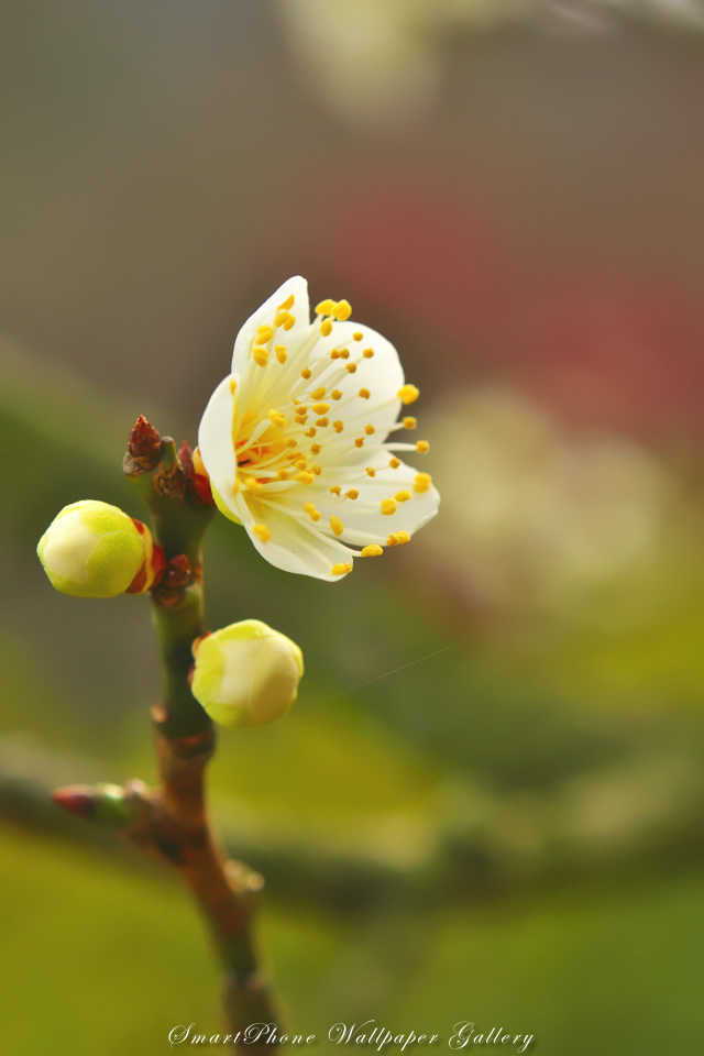 iPhone用高画質壁紙「白梅-Ume Blossom」