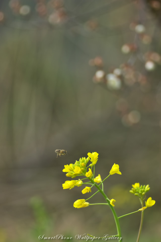 iPhone用高画質壁紙「蜜蜂と花-Field Mustard」